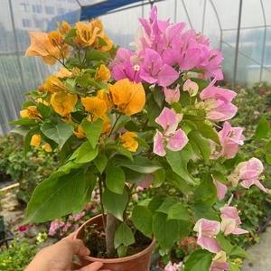 广樱热水器e1故障码